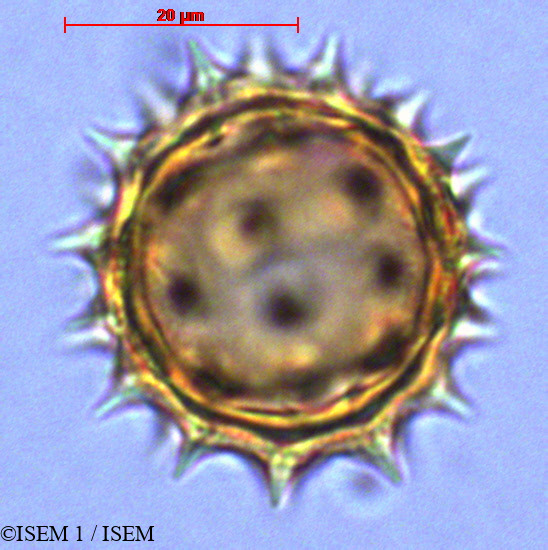 ISEM 1/Espeletia_picnophylla_29037/Espeletia_picnophylla_29037_0002(copy).jpg